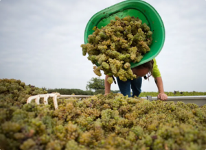 Read more about the article Marmite to Muscadet: the dead yeastcells adding flavour to wines